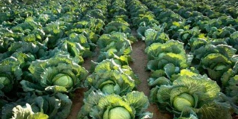 Kako posaditi kupus na otvorenom tlu sa sadnicama